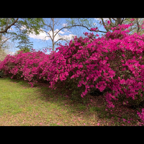 Meet your Posher, Faye - Picture 4 of 6